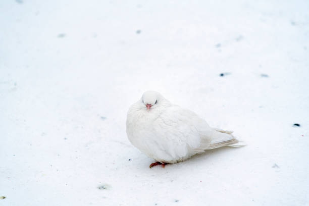 istock A white dove sits on the first snow 1281242255