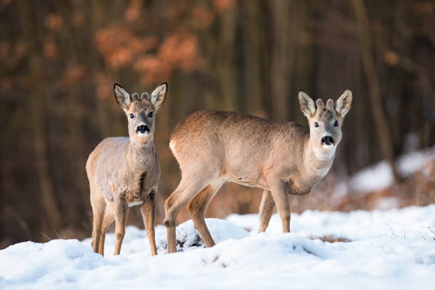 Two young roe deer standing on field in wintertime. Two young roe deer, capreolus capreolus, standing on field in wintertime. Little roebuck siblings looking to the camera on snowy meadow. Wild mammals observing on white pasture. roe deer frost stock pictures, royalty-free photos & images