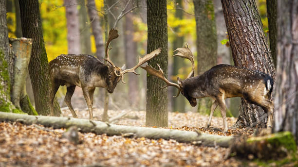 istock Majestic fallow deer stags fighting in forest in autumn. 1281242989