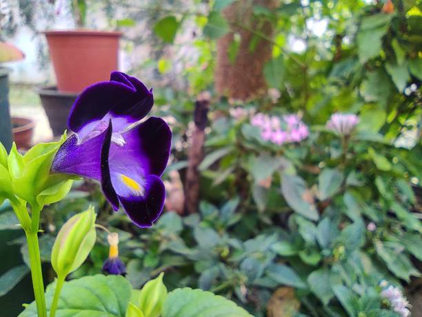 istock Beauty of Flower's 1281243280