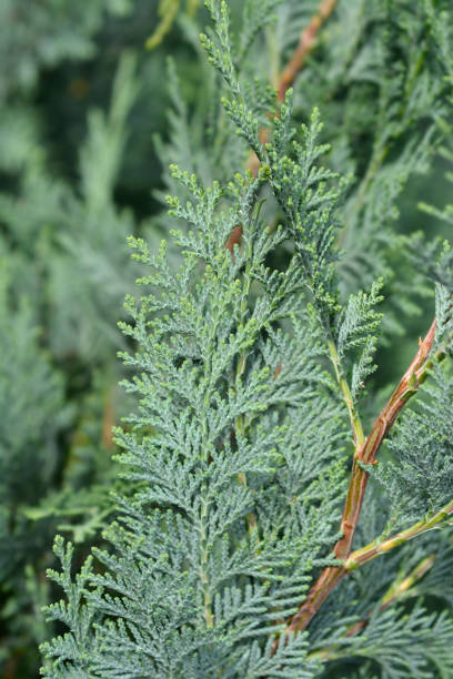 Lawsons Cypress Columnaris Glauca Lawsons Cypress Columnaris Glauca - Latin name - Chamaecyparis lawsoniana Columnaris Glauca port orford cedar stock pictures, royalty-free photos & images