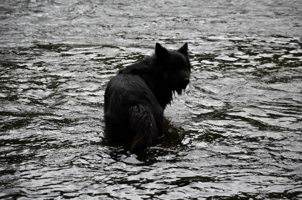 shallow, river, big, black, dog, trace, water, wolfhound, using, wolf, czech, border, guard, against, refugees, refugee, bridge, brown, spots, above, dangerous, bites, enemy, danger, warning, wire, fence, wooden, wood, floor, wave, reflection, stream, tongue, pyrotechnics, bomb, drowned, fish, search, prisoner, jail, prison, escape, sniff, snook, lost, tourists, fishing, bear, shape