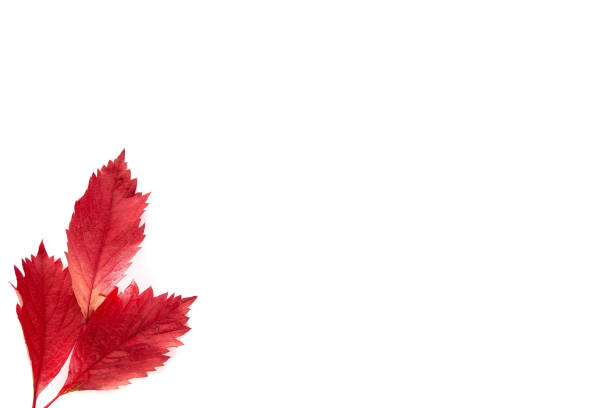 istock Autumn red leaf isolated on white background. Template mockup fall, halloween, harvest thanksgiving concept. Flat lay, top view, copy space banner 1281245883