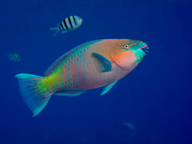 Rusty parrotfish (Scarus ferrugineus) Rusty parrotfish (Scarus ferrugineus) parrot fish stock pictures, royalty-free photos & images