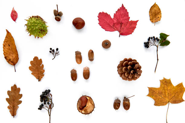 istock Autumn composition. Pattern made of dried leaves, branches, pine cones, berries, chestnuts and acorns isolated on white background. Template mockup fall, halloween. Flat lay, copy space background 1281246105