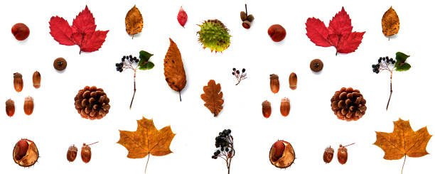 istock Autumn composition. Pattern made of dried leaves, branches, pine cones, berries, chestnuts and acorns isolated on white background. Template mockup fall, halloween. Flat lay, copy space background 1281246112