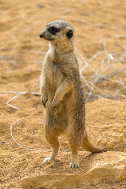 istock A meerkat on the lookout 1281246113