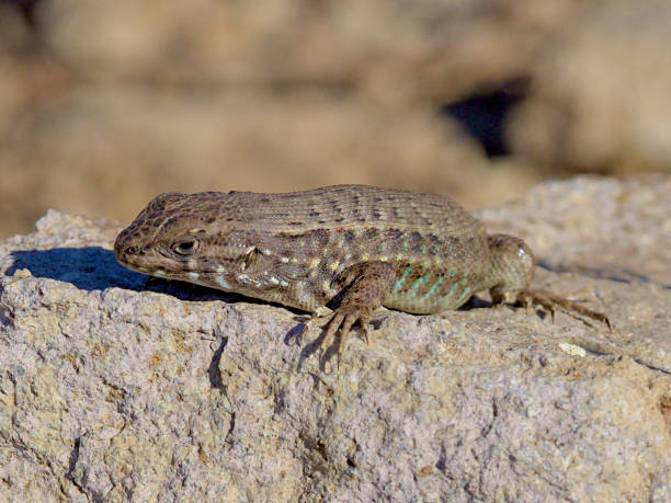 istock A female Slender Tree Lizard sunbathes on a rock 1281246183