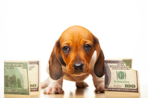 istock image of dog money white background 1281246355