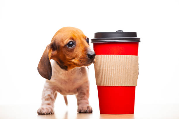 犬カップ白い背景の画像 - hot drink tea black tea red ストックフォトと画像