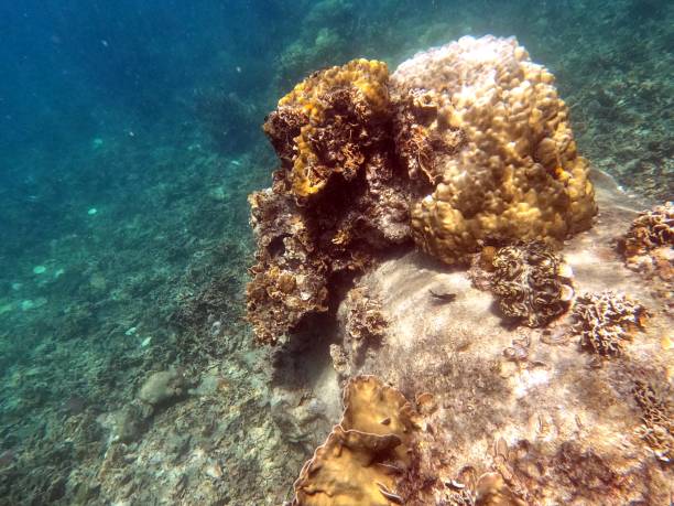 istock Koh Tao Marine Life Thailand 1281249021