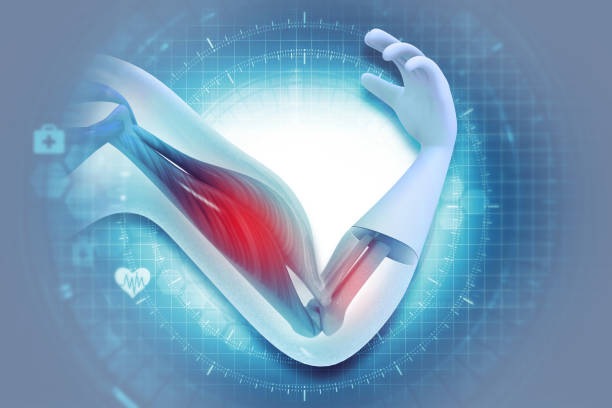 Human biceps tendon anatomy on scientific background