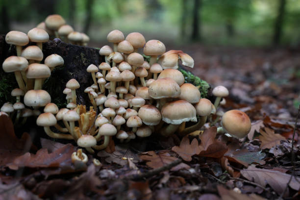 istock Brown forest mushrooms grew on a fallen tree 1281251418