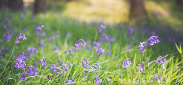 istock Beautiful flowers on green grass - bluebells and forest 1281255562