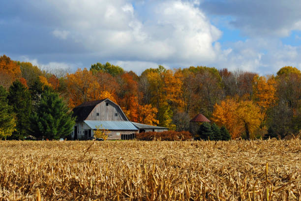 istock Cornfield with Fall Colors-with old barn in background-Howard County Indiana 1281255657