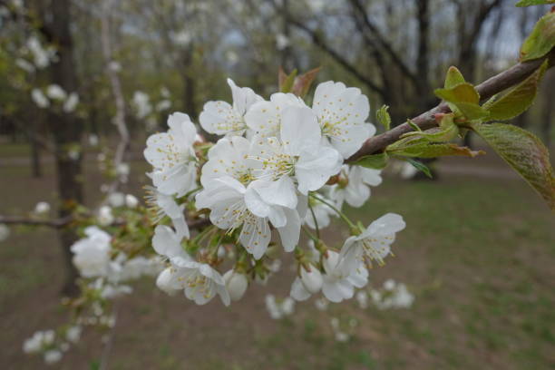 istock White flowers of sweet cherry tree in April 1281257787