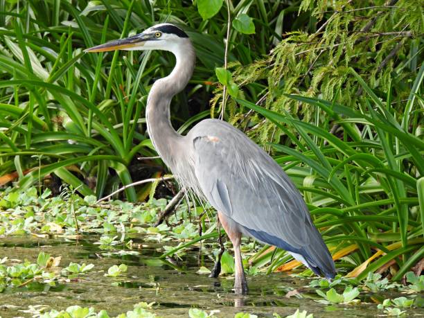 istock Great Blue Heron (Ardea herodias) in the Florida wetlands 1281259723