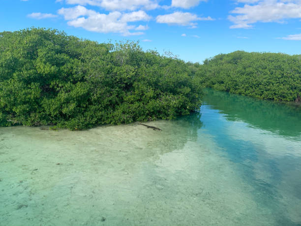 istock Beautiful river lagoon between mangroves trees forest 1281260154