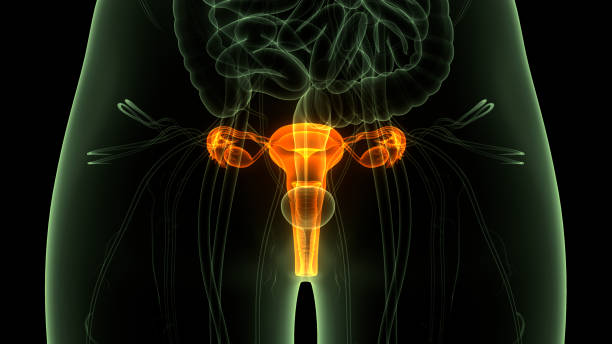 istock Female Reproductive System with Nervous System and Urinary Bladder Anatomy 1281260243