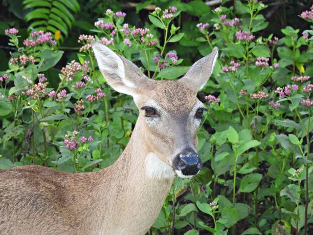 istock White-tailed Deer (Odocoileus virginianus) headshot, looking at the camera 1281260419