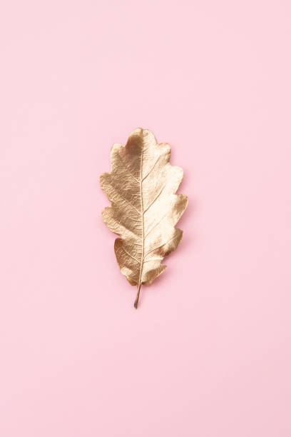 istock single gold painted oak leaf on a pink background 1281261488