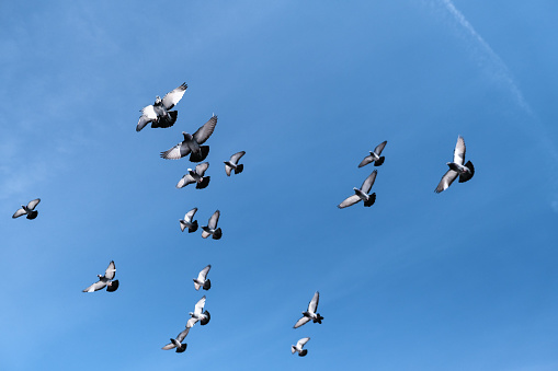 Pelicans and seagulls ara flying together on blue sky.\nLocation : Istanbul - Turkey.