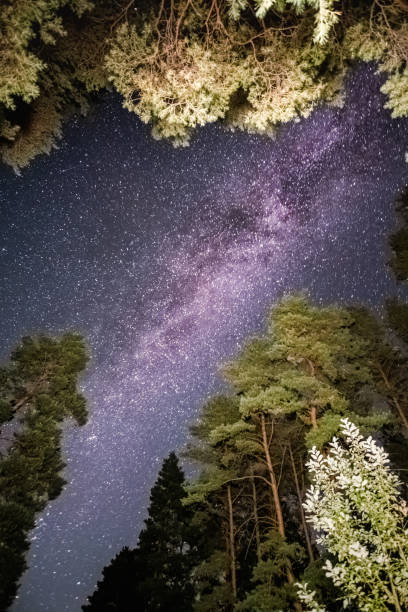 istock a beautiful night sky, the Milky Way and the trees 1281261948