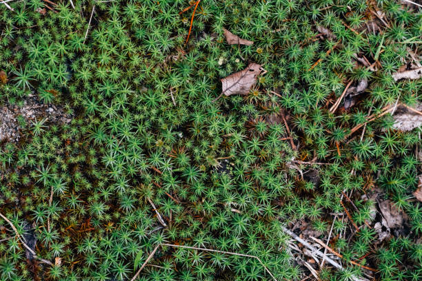 istock Green leaves pattern background. Natural organic forest background 1281262266