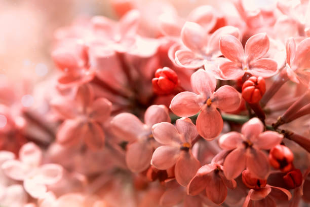 istock pink flowers close-up, cute floral background 1281262273