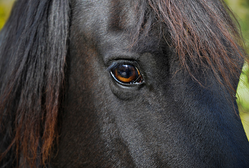Close up of an eye from a dark brown horse
