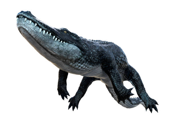 istock 3D illustration black alligator on white 1281264907