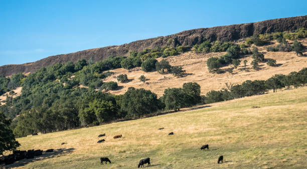 istock California rural landscape. Fields and grazing cows 1281266108