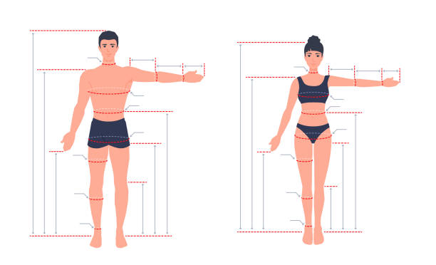 wykres wielkości dorosłego ciała człowieka. pomiary do krawiectwa ubrań. miara mężczyzny, kobiety. ludzie stojący na całej długości z rozłożonym jednym ramieniem. - women the human body body hip stock illustrations