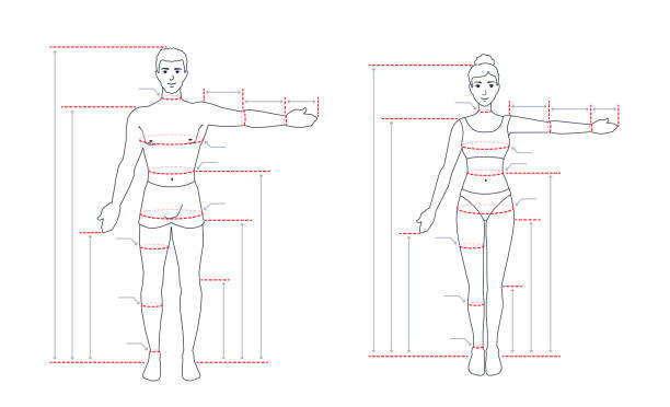An adult human body size chart. Measurements for tailoring clothes. A measure of a man, a woman. People standing in a full length with one arm spread out. A vector outline contour illustration. male human anatomy diagram stock illustrations