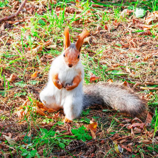 A funny fluffy red squirrel sits on the ground in an autumn park.
