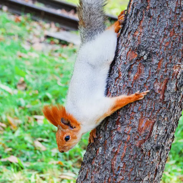 A fluffy red squirrel descends from a tree in an autumn park. Close-up.