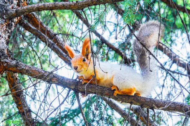 A fluffy red squirrel sits on a coniferous tree branch in the forest.