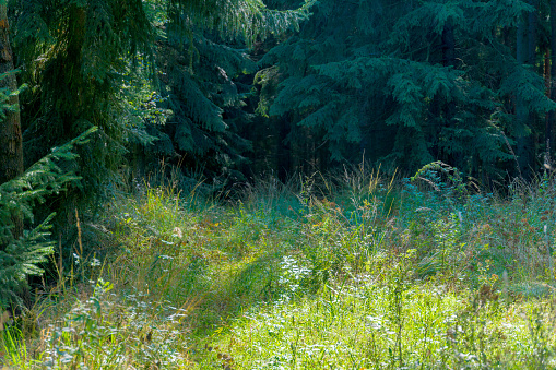 Light beam falls on a clearing with plants in a dark forest