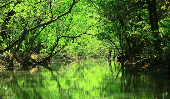 a small creek is going through the green mangroves in sundarbans in summertime, west bengal, india