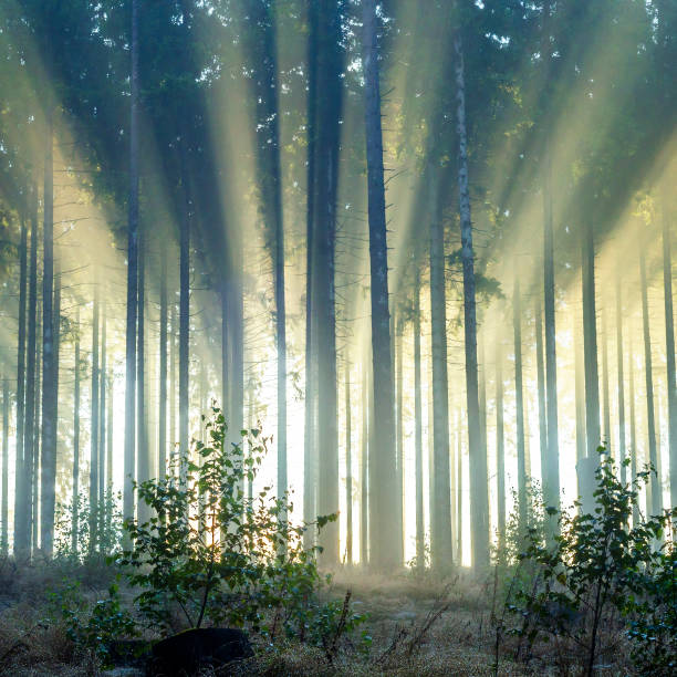 istock Misty spruce forest in the morning. 1281270464