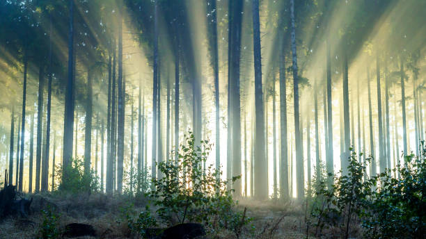 istock Misty spruce forest in the morning. 1281270509
