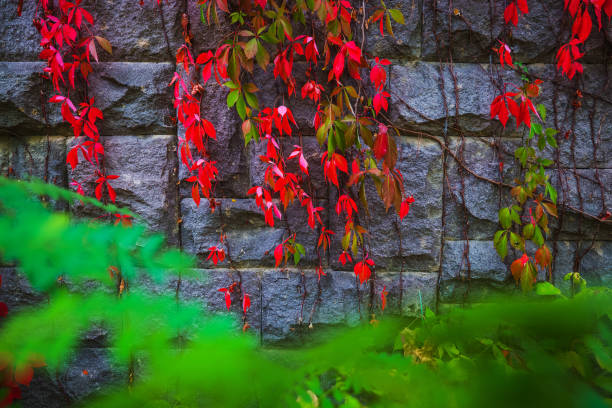 Autumn plants with color leaves as nature forest background