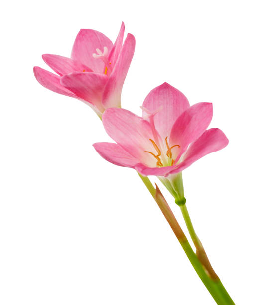Pink rain lily flower, Pink flower blooming isolated on white background, with clipping path Pink rain lily flower, Pink flower blooming isolated on white background, with clipping path zephyranthes rosea stock pictures, royalty-free photos & images