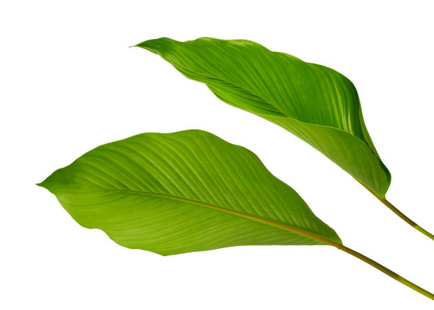 istock Calathea foliage, Exotic tropical leaf, Large green leaf, isolated on white background with clipping path 1281271974