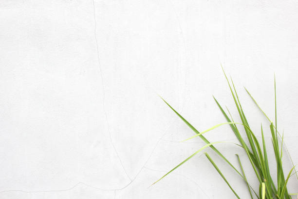 istock green grass on a wooden background 1281272440