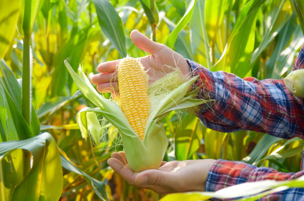 istock Harvest ready unwrapped corn cobs in farmer's hands 1281273680
