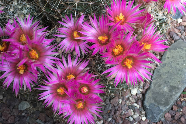 Escobaria vivipara - United States. Escobaria vivipara with flowers from Texas - United States. purpur stock pictures, royalty-free photos & images