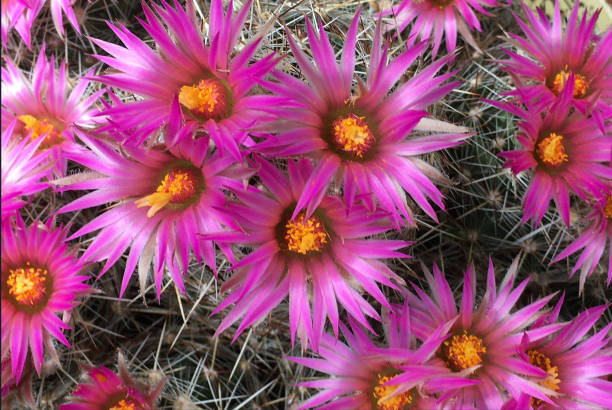 Escobaria vivipara - United States. Escobaria vivipara with flowers from Texas - United States. purpur stock pictures, royalty-free photos & images