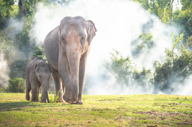 istock Friendly and affectionate animal behavior as two adult female Asian elephants (elephas maximus) touch each other with their trunks and faces. Rural northern Thailand. 1281274993
