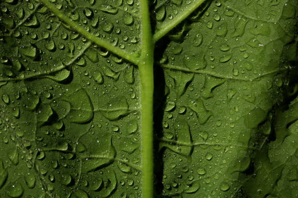 istock Bright green leaf zoomed in with rain drops 1281275281